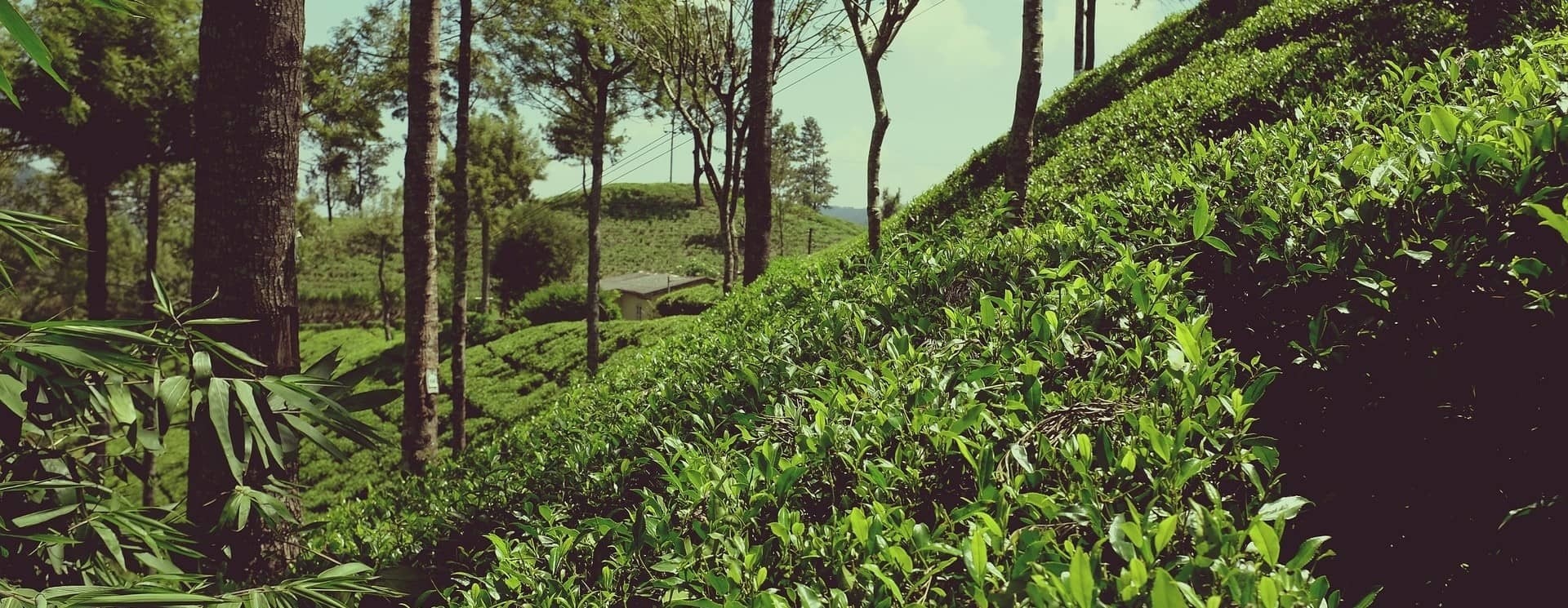 Darjeeling