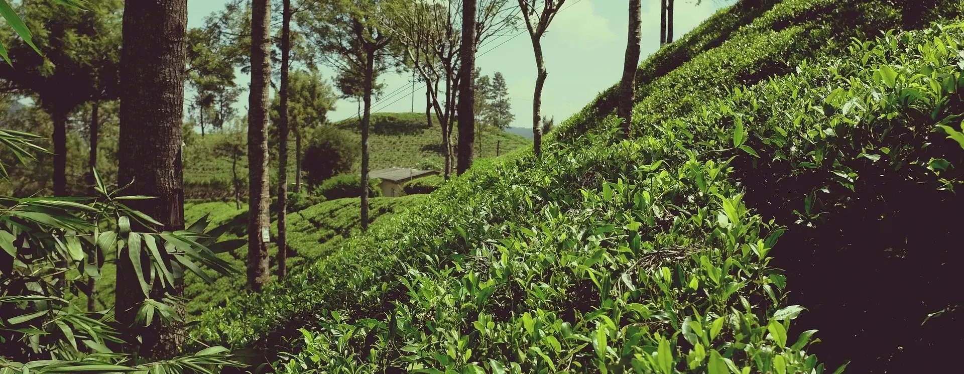 Earl-Grey-Tee