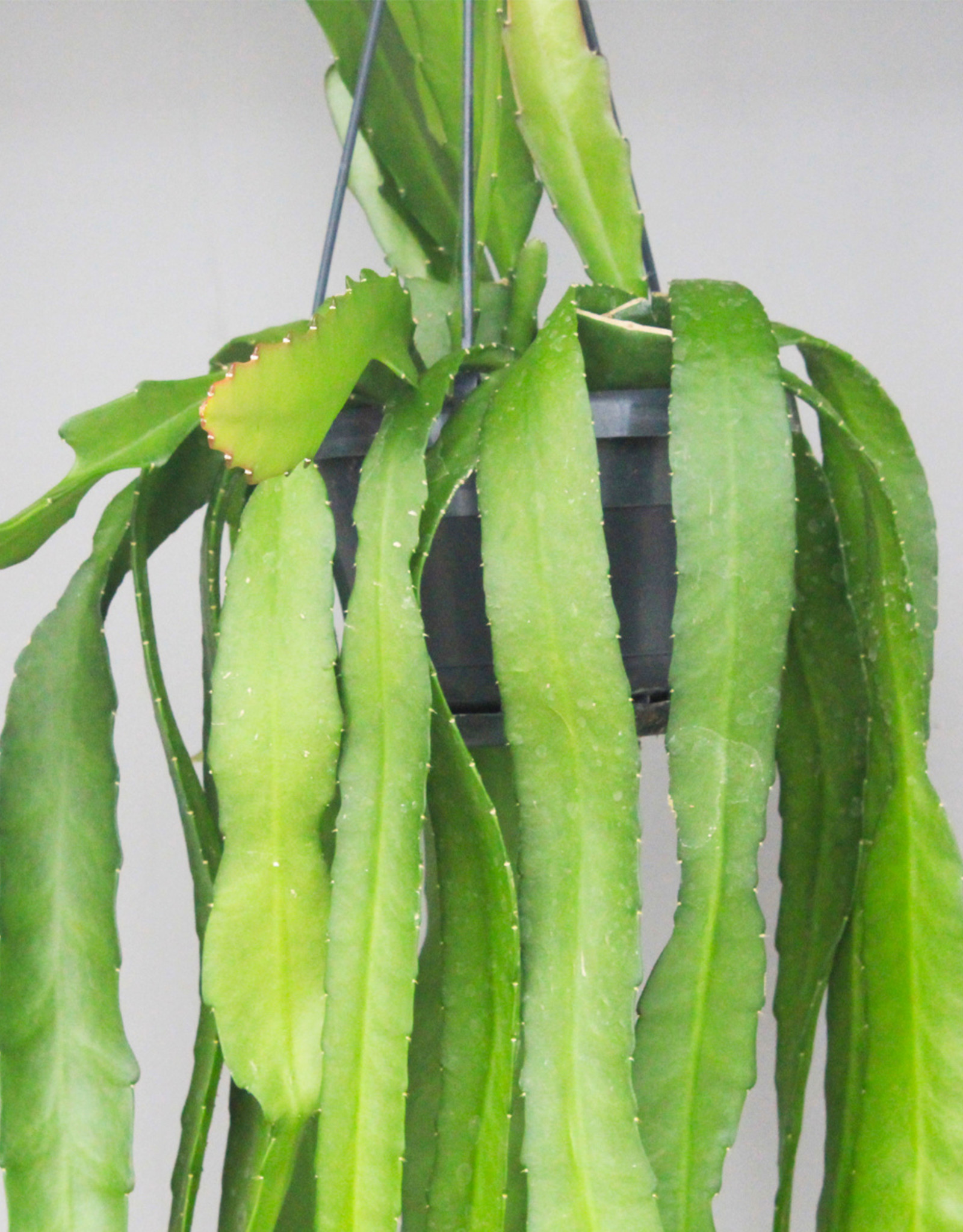 Epiphyllum ackermanii - Bladcactus