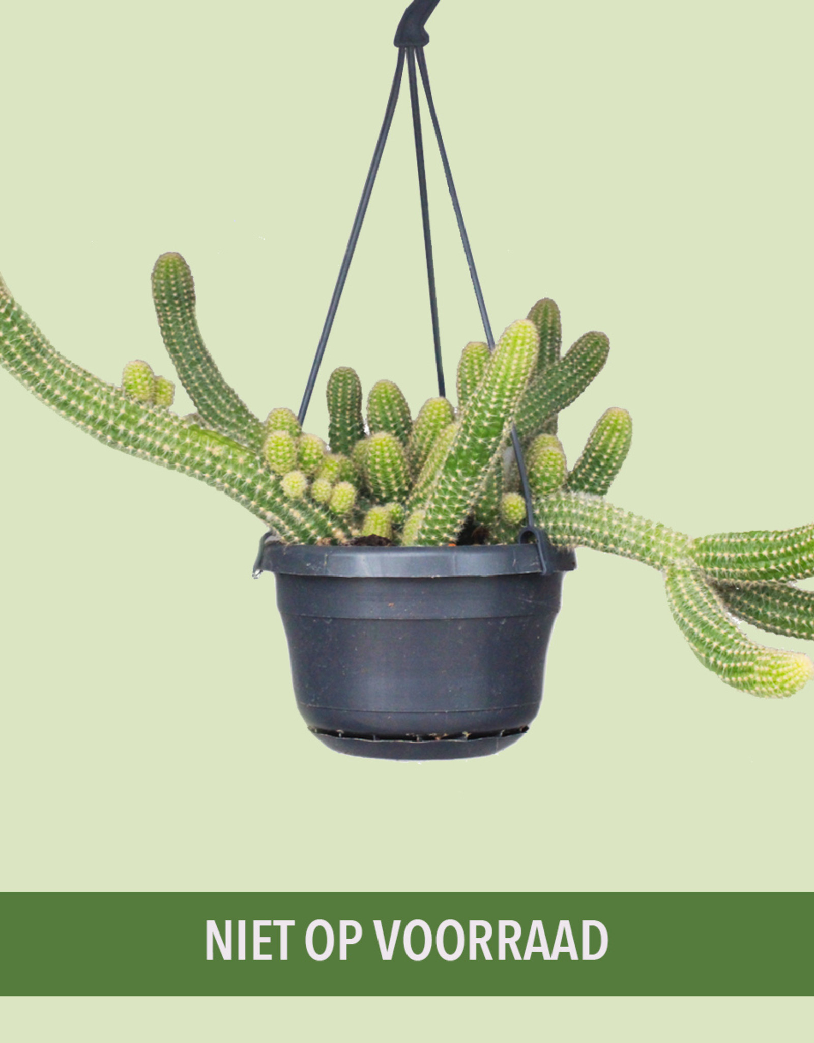 Chamaelobivia hybrid - Peanut Cactus