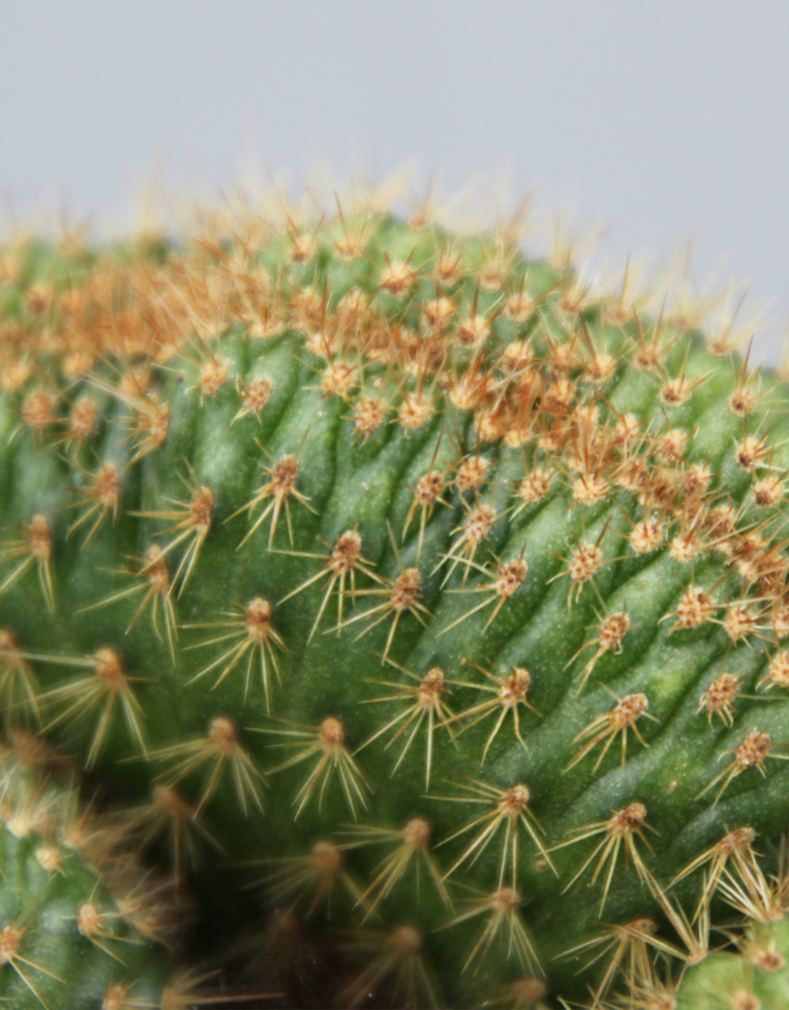 Hildewintera aureispina cristata - Hersenkoraal cactus