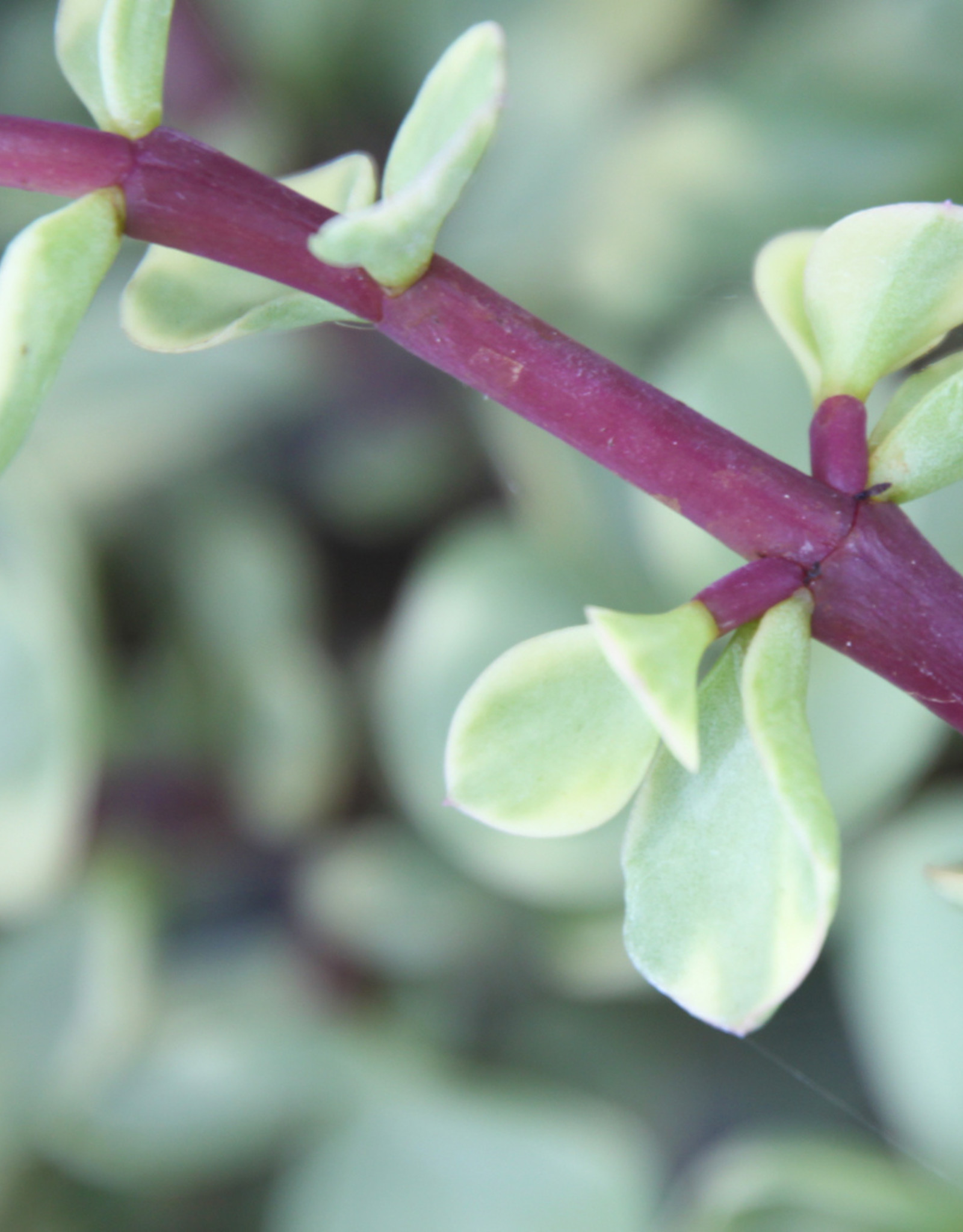 Portulacaria afra ‘variegata’ - Spekboom