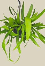 Epiphyllum pumilum - bladcactus