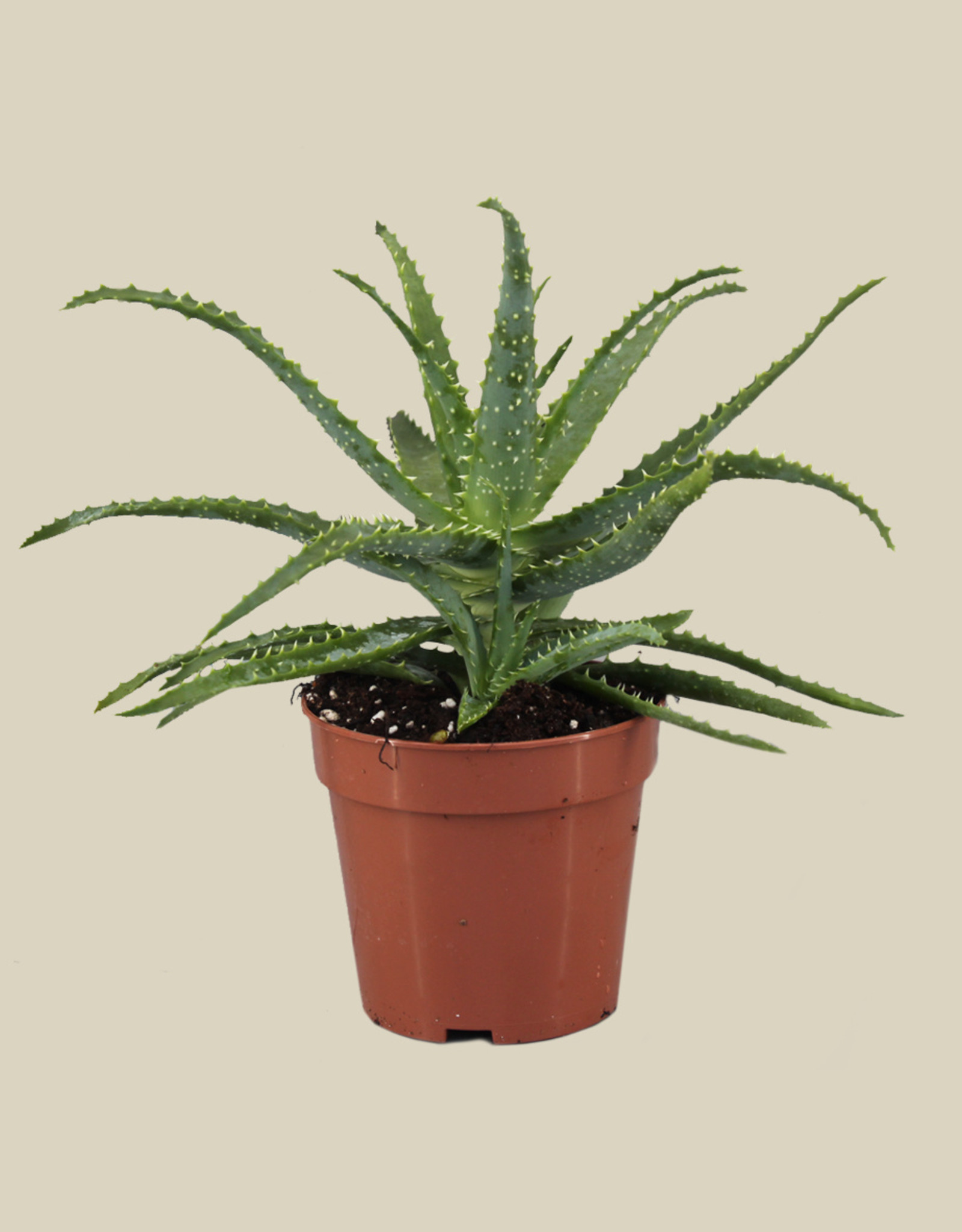 Aloe spinosissima