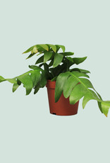 Epiphyllum chrysocardium