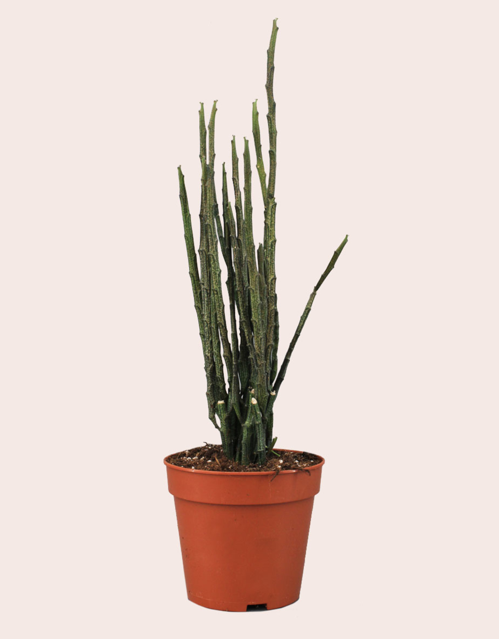 Euphorbia platyclada v. erecta