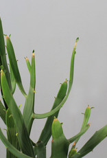 Euphorbia xylophiloides