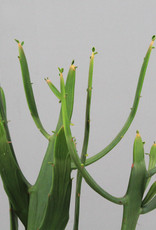 Euphorbia xylophiloides