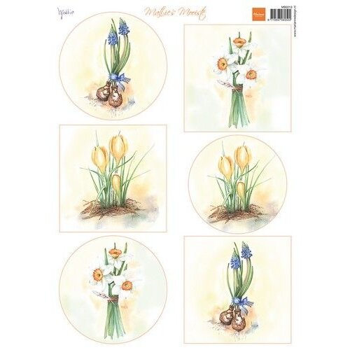 10 stuks MB0213 -Matties Mooiste - Flower bulbs