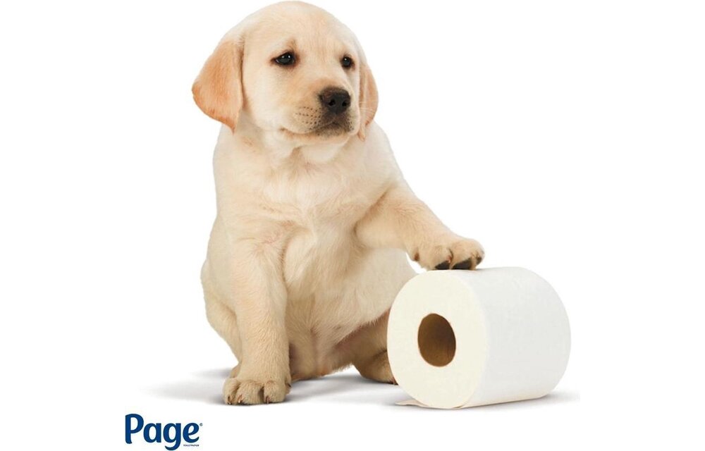 Page toiletpapier - 96 rollen - Compleet Schoon wc papier - met een vleugje katoen