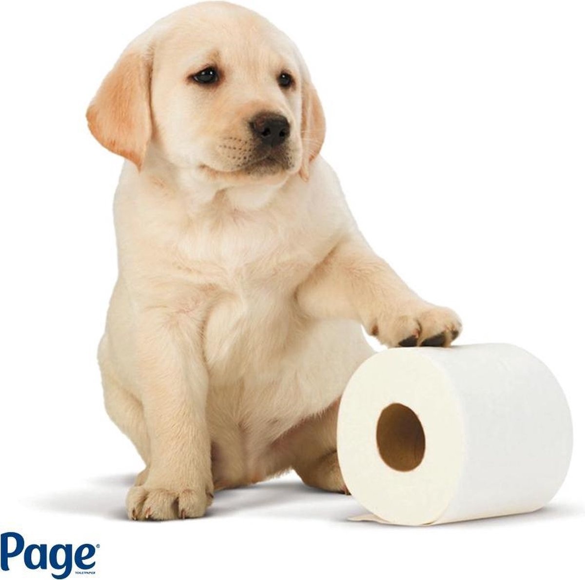 Page toiletpapier - 96 rollen - Compleet Schoon wc papier - met een vleugje katoen