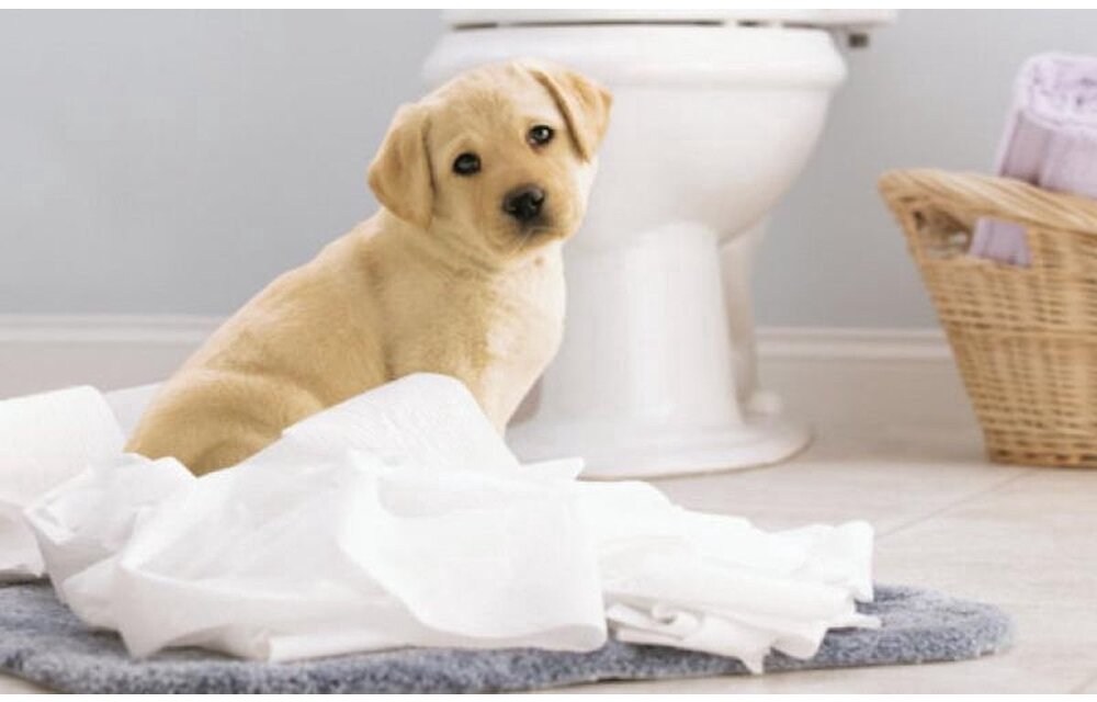 Page toiletpapier - 96 rollen - Compleet Schoon wc papier - met een vleugje katoen