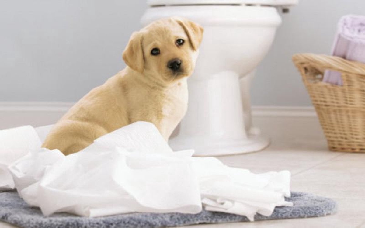 Page toiletpapier - 96 rollen - Compleet Schoon wc papier - met een vleugje katoen