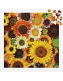 Galison 500 Piece Puzzle Sunflower Blooms