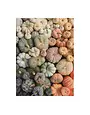 Galison 500 Piece Puzzle Heirloom Pumpkins