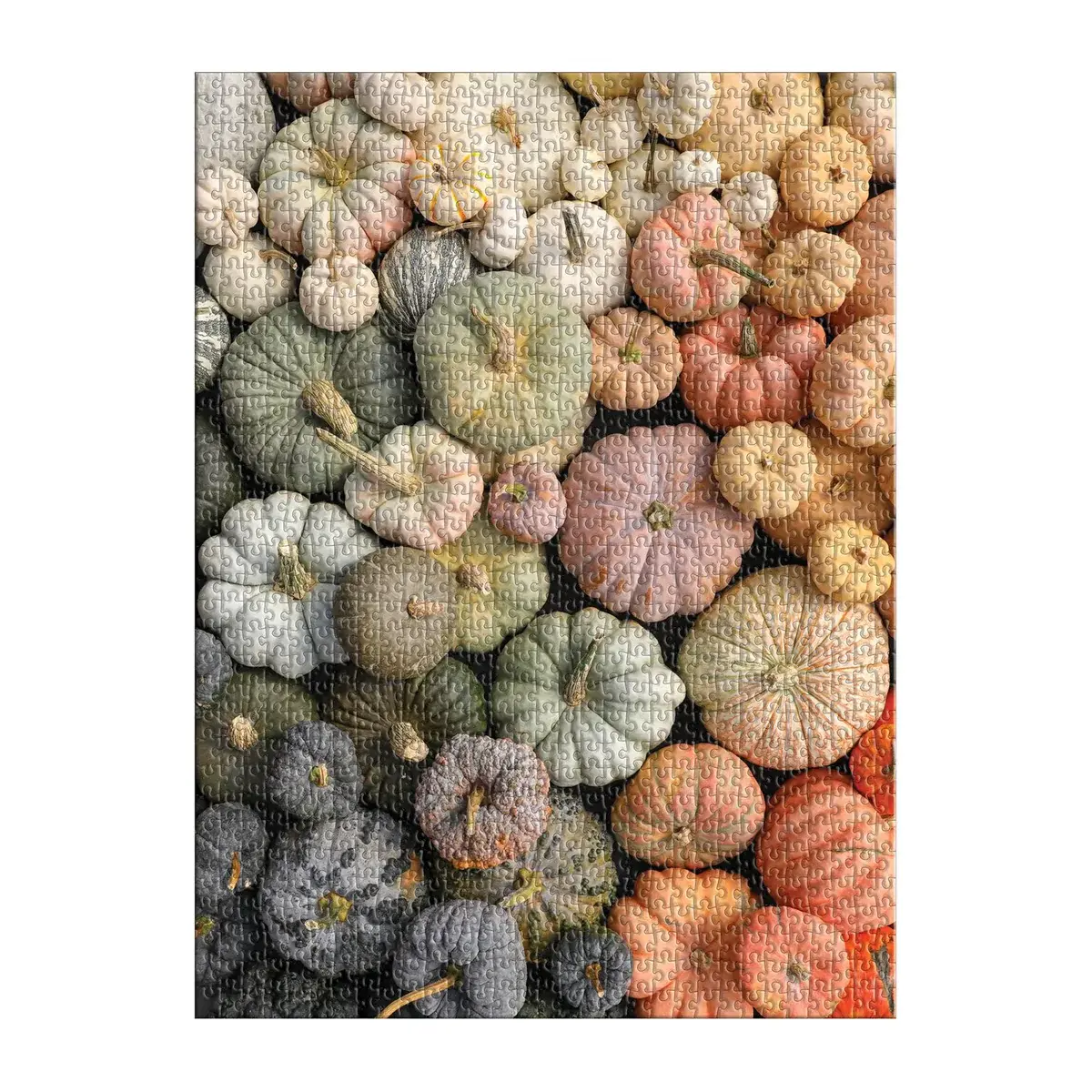 Galison 500 Piece Puzzle Heirloom Pumpkins