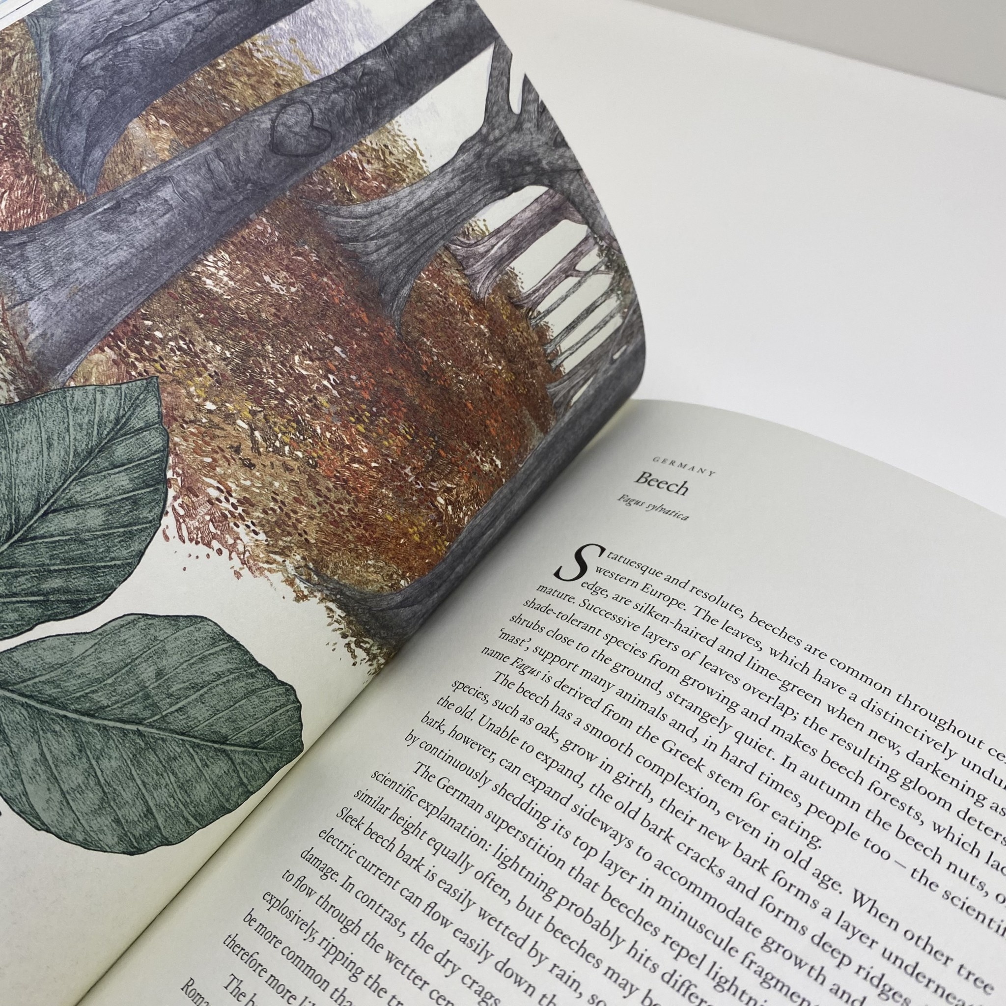 Laurence King Around the World in 80 Trees