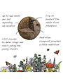Seedball Seedball Tube Wildflower Collection