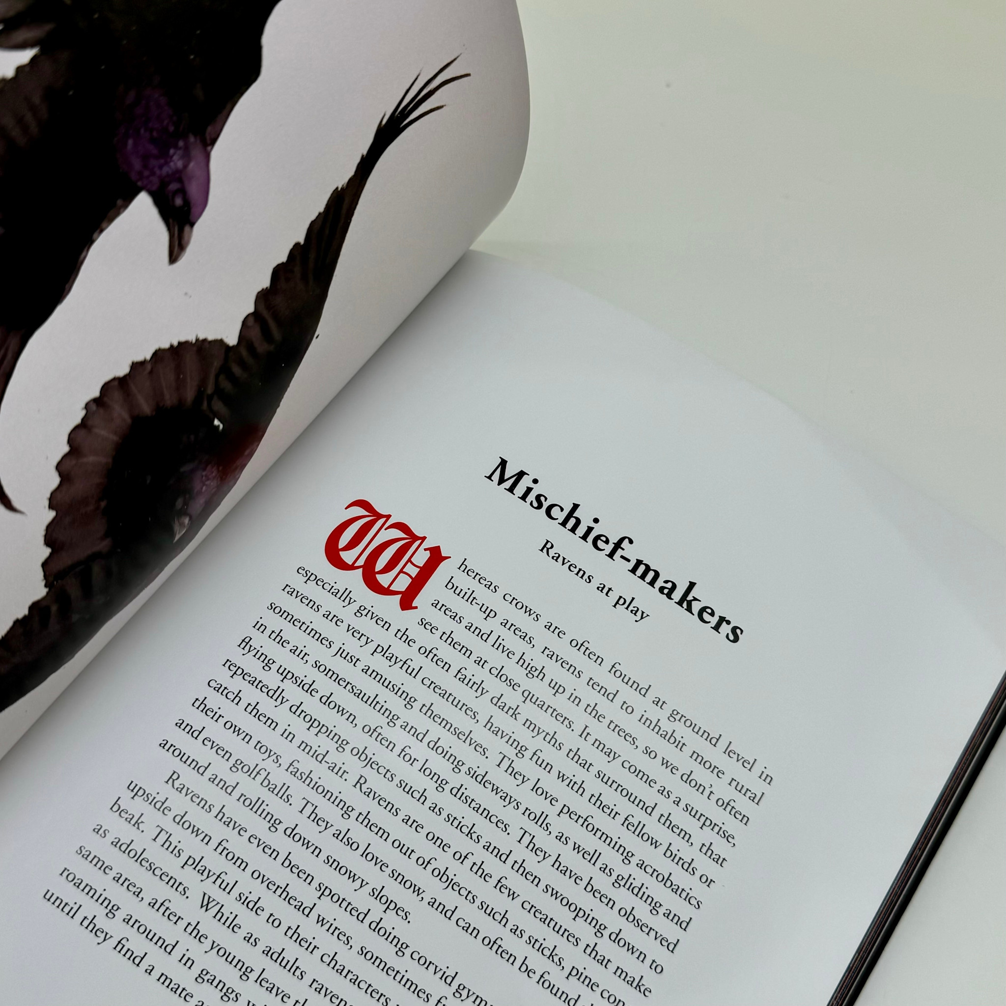 Laurence King The Book Of The Raven