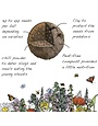 Seedball Seedball Tube Herb Collection