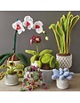 GMC Crocheted Houseplants