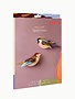 Studio Roof Garden Birds Sparrows