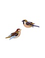 Studio Roof Garden Birds Sparrows