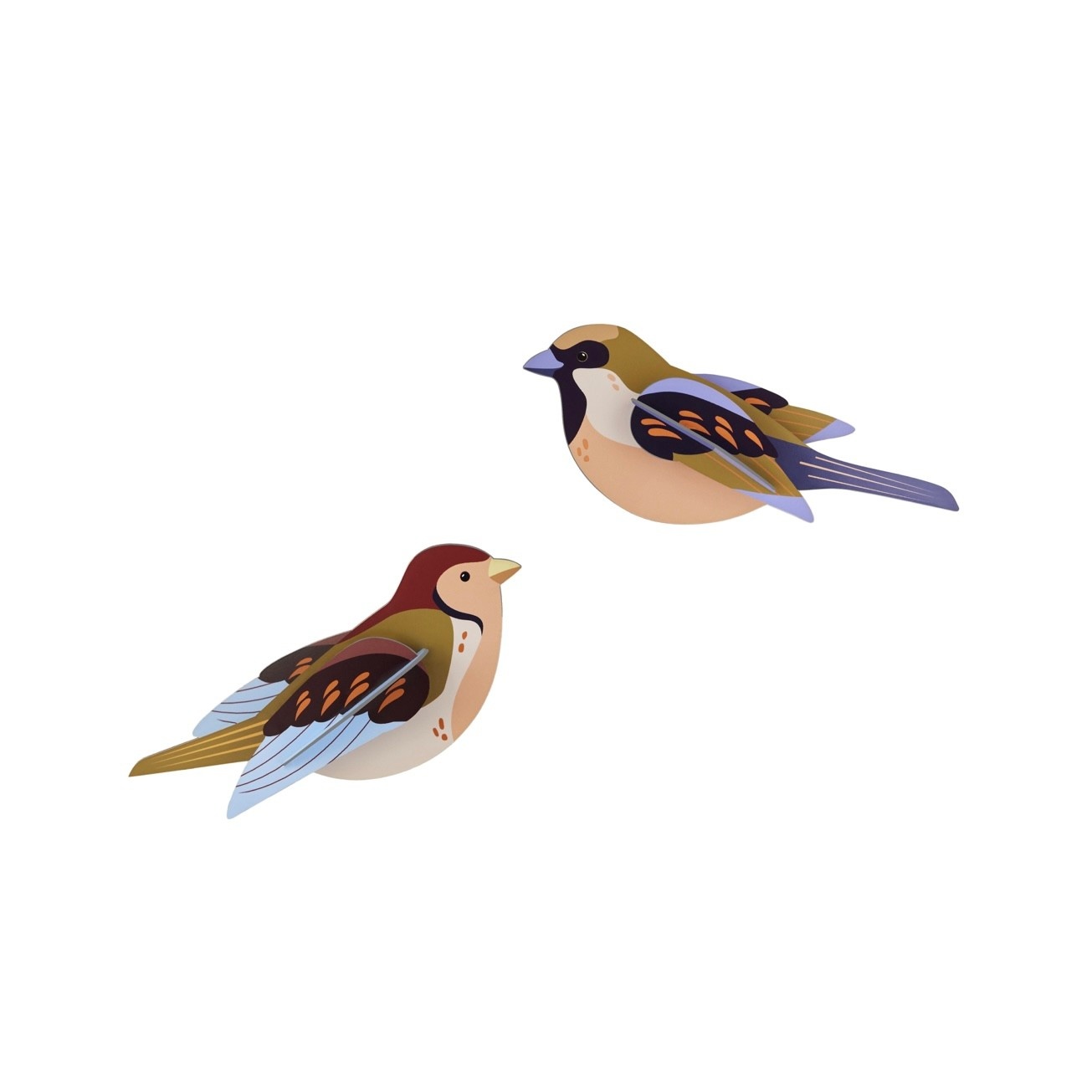 Studio Roof Garden Birds Sparrows