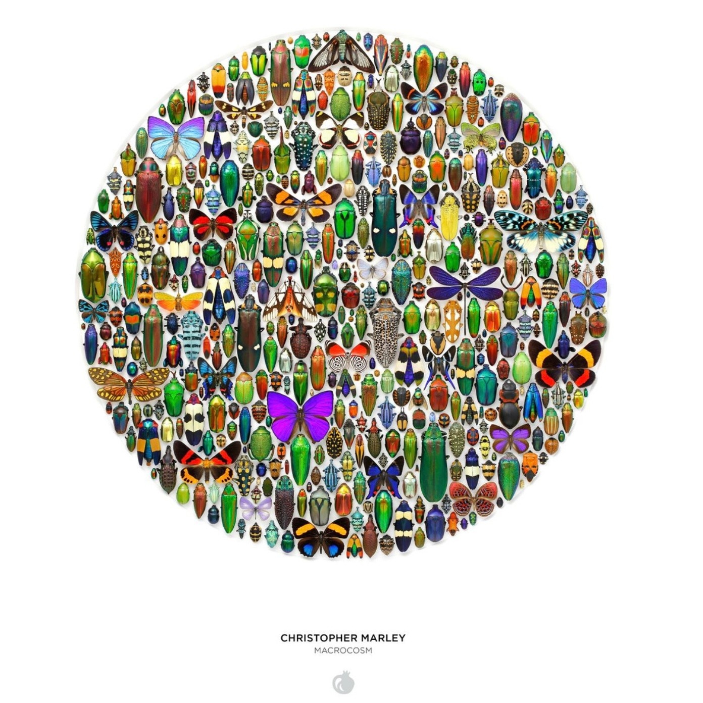 Pomegranate 500 Piece Circular Puzzle Macrocosm