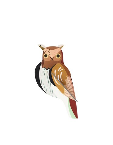 Studio Roof Garden Birds Tawny Owl