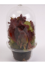 Serax Carnivore Vase Transparant