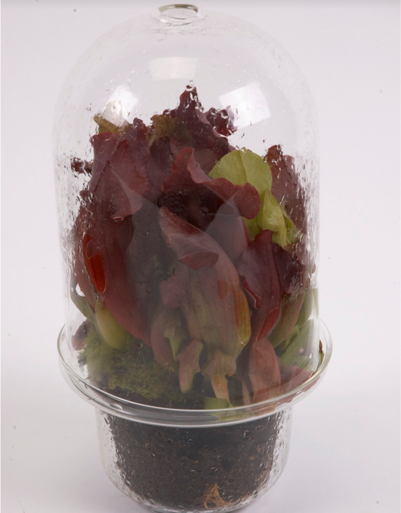 Serax Carnivore Vase Transparant