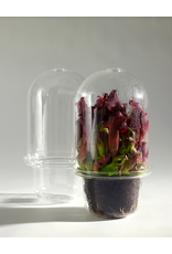 Serax Carnivore Vase Transparant