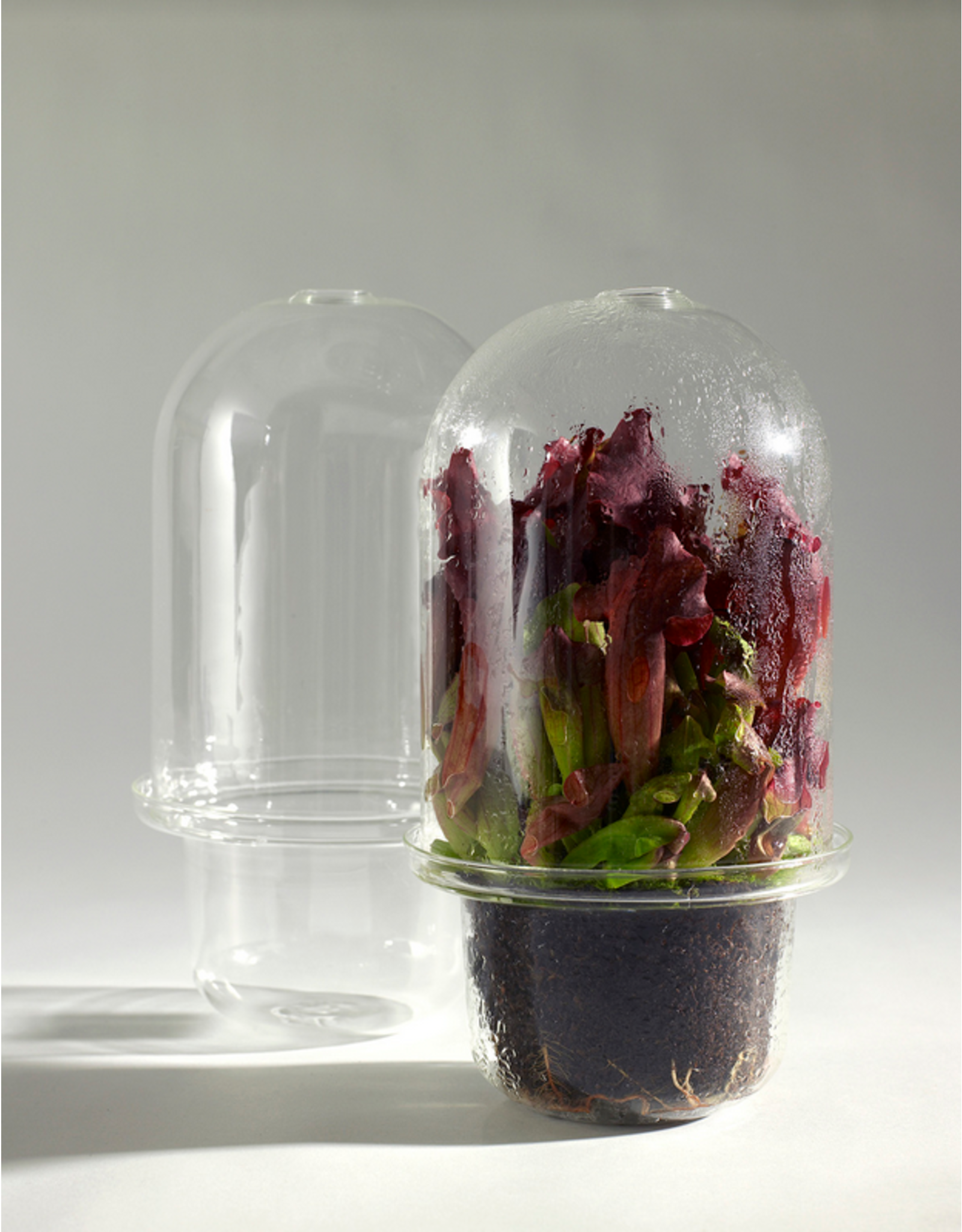 Serax Carnivore Vase Transparant