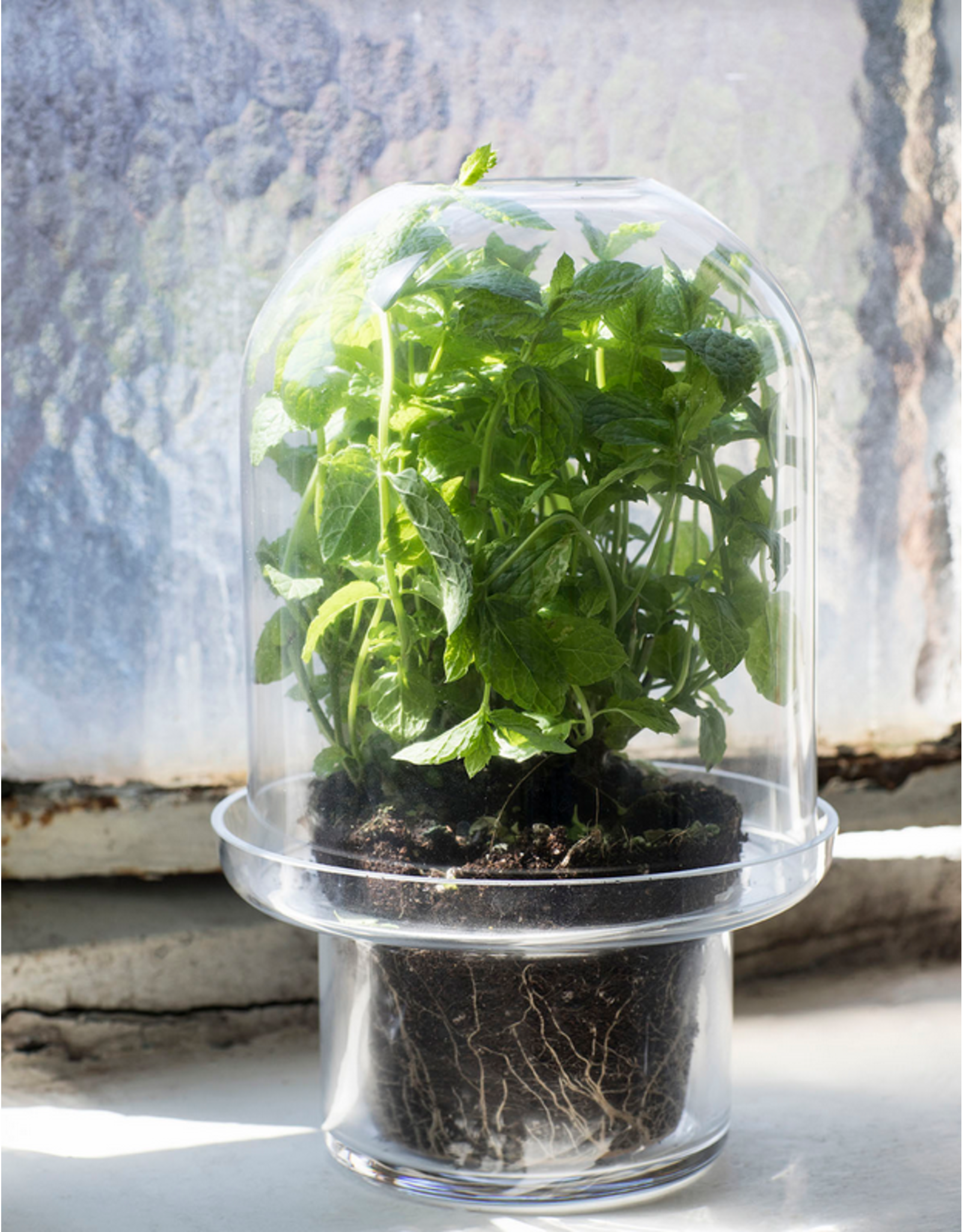 Serax Carnivore Vaas XL Transparant