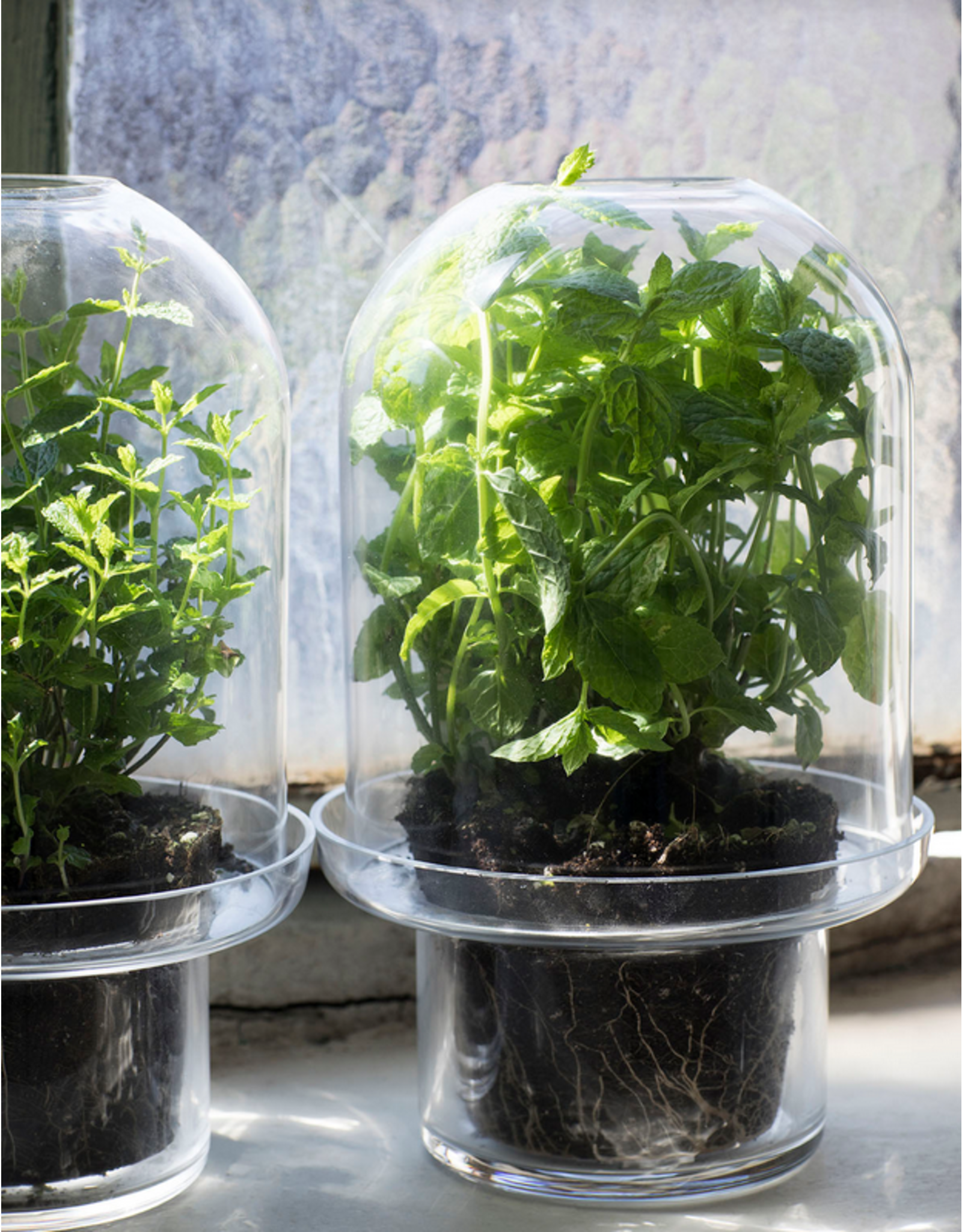 Serax Carnivore Vaas XL Transparant