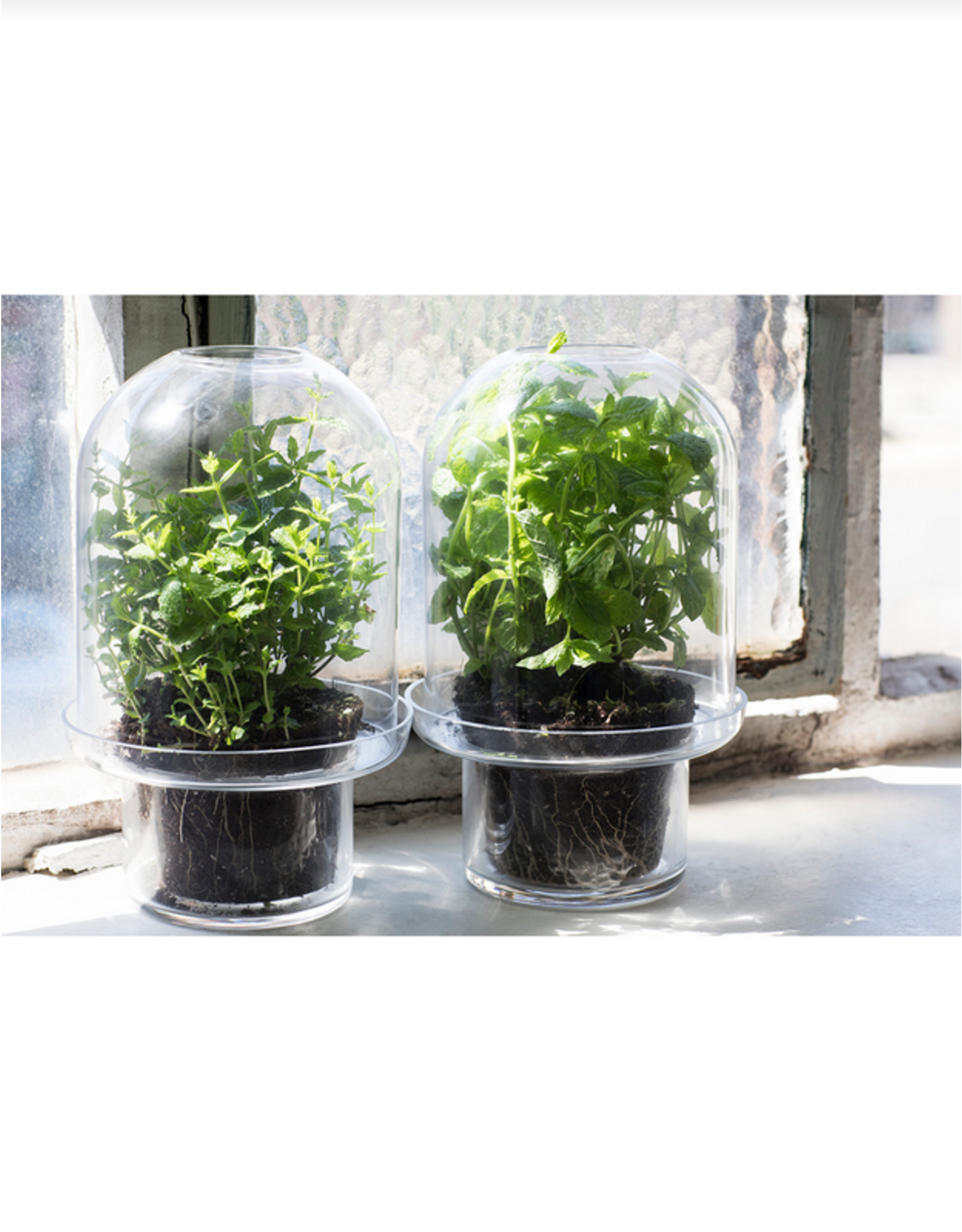 Serax Carnivore Vaas XL Transparant