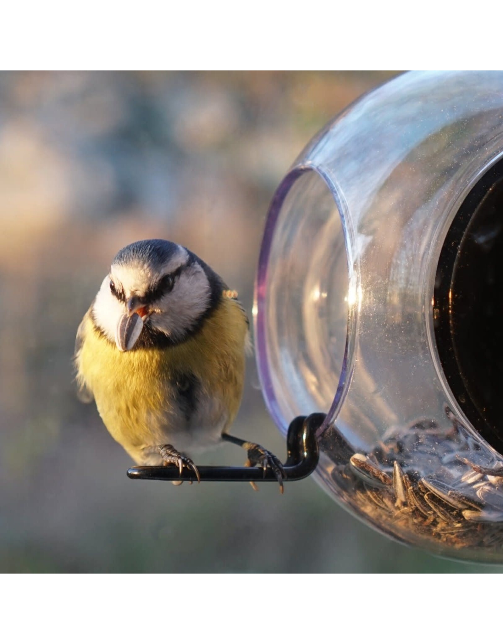 Born In Sweden - Voederhuisje Raam - Transparant - 20 x 18 cm