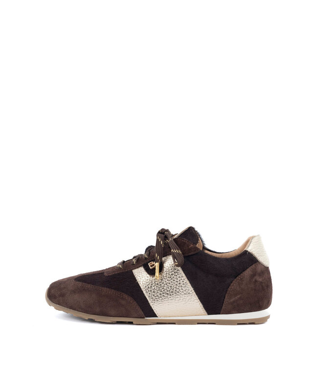 JAVA-212/DarkBrown-ChocolateGold