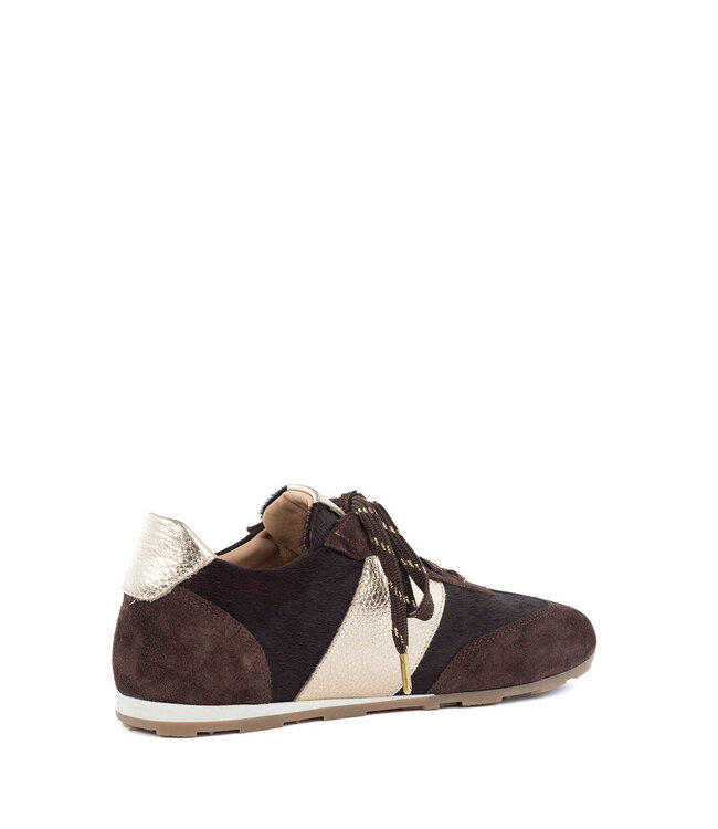 JAVA-212/DarkBrown-ChocolateGold