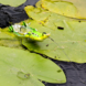 Savage Gear 3D Hollow Duckling Weedless | Floating Savage Gear 3D Hollow Duckling Weedless | Floating