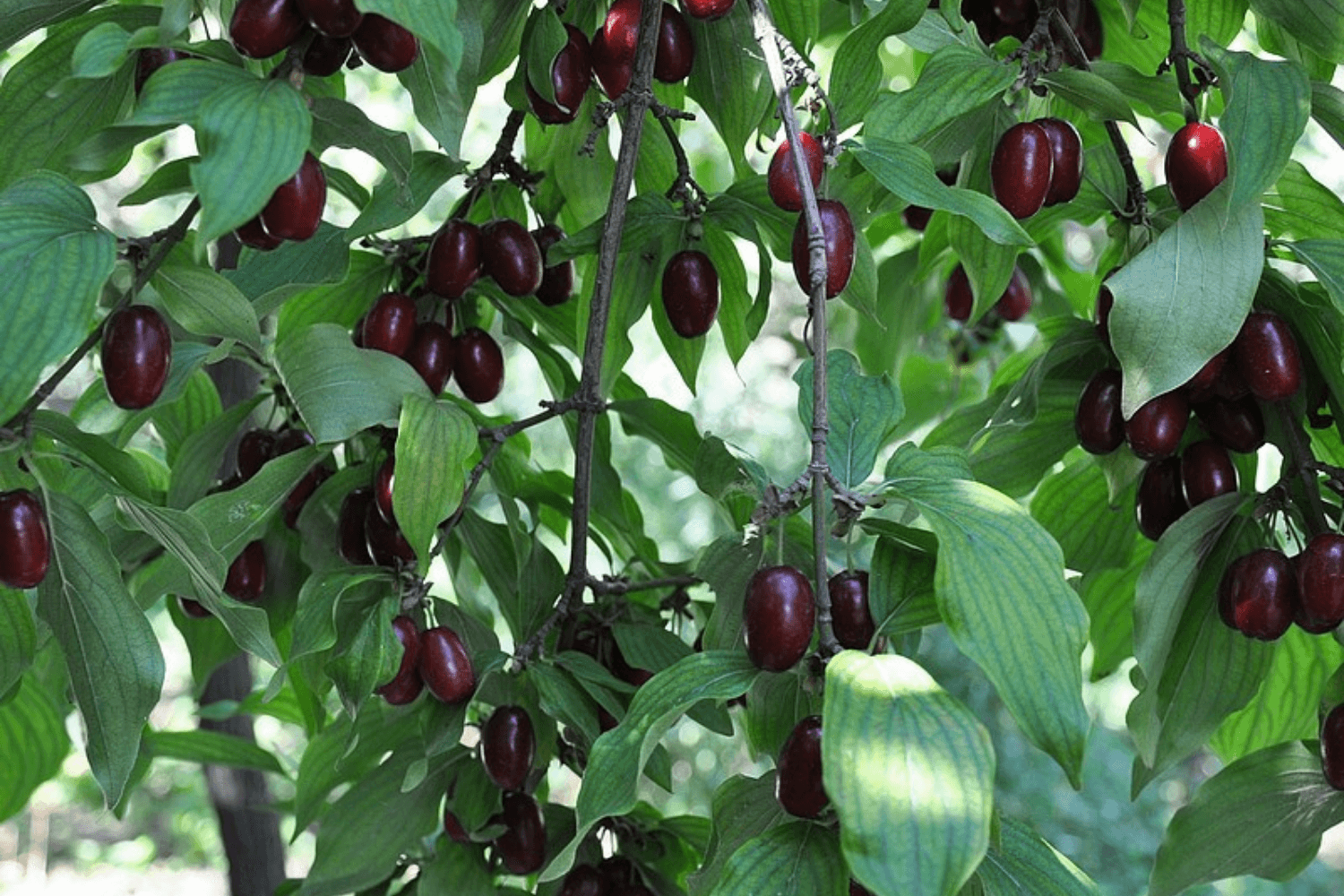 Cornus | Kornoeljebomen