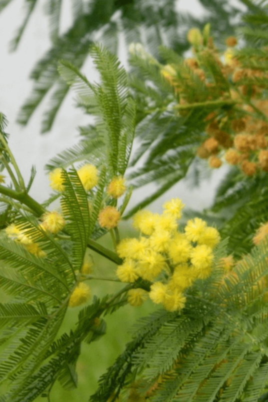 Jonge  Mimosa boom | Acacia dealbata