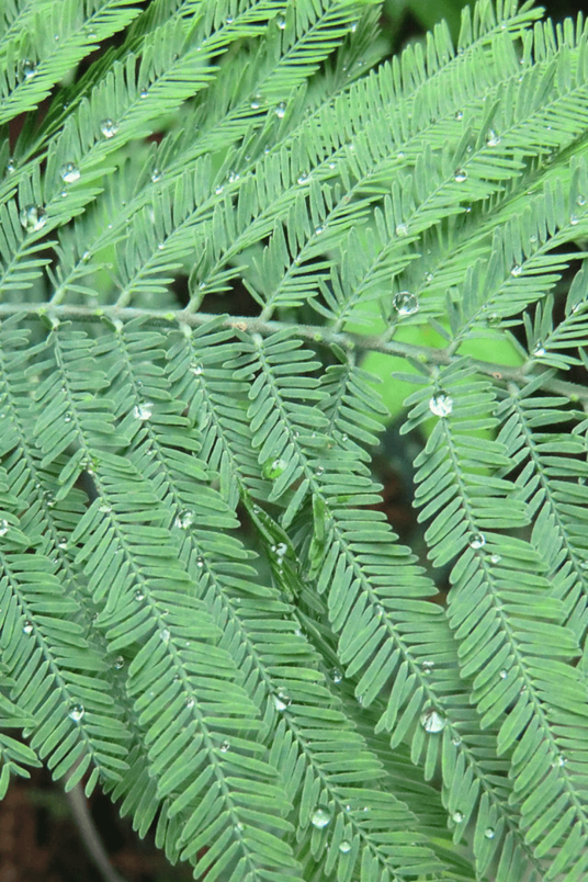 Jonge  Mimosa boom | Acacia dealbata