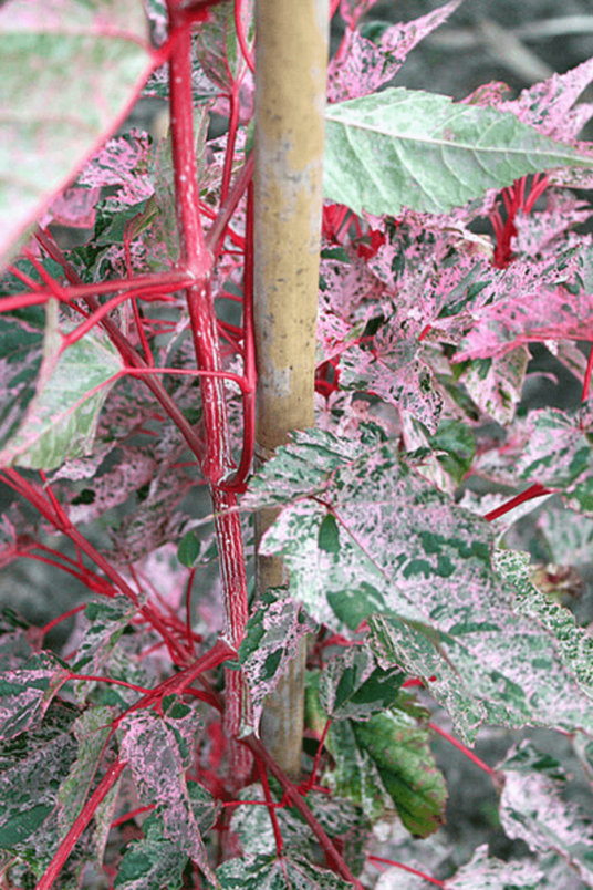 Junger Rotblättriger Schlangen-Ahornbaum | Acer conspicuum 'Red Flamingo'