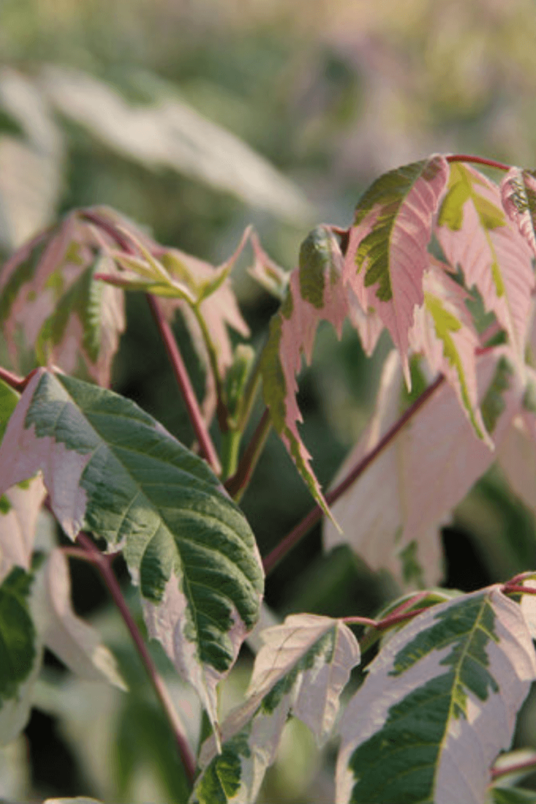 Jonge Californische Vederesdoorn boom |  Acer negundo 'Flamingo'