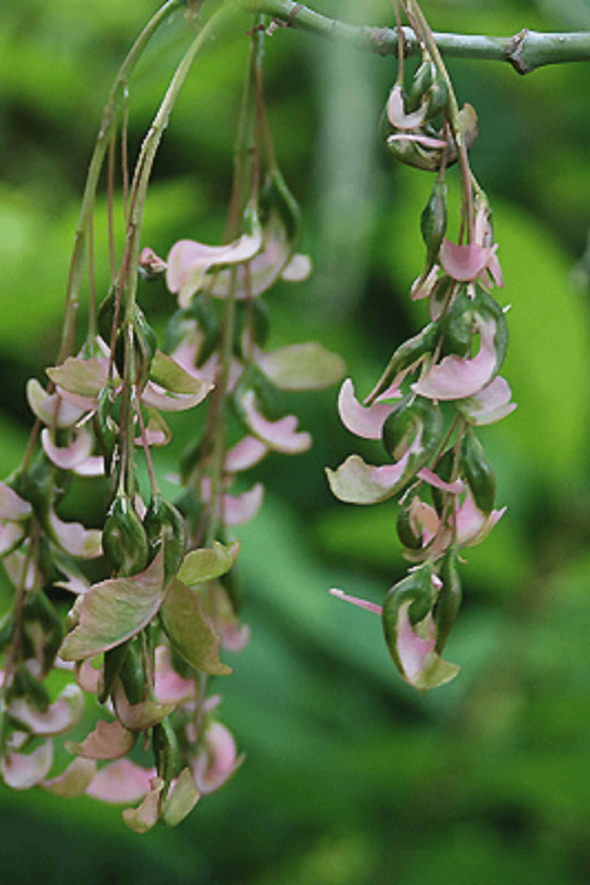 Jonge Californische Vederesdoorn boom |  Acer negundo 'Flamingo'