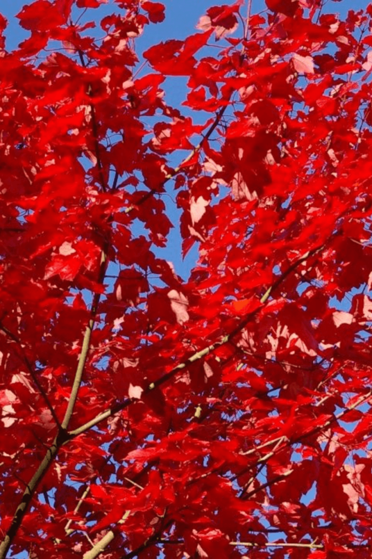 Junger Roter Ahornbaum | Acer rubrum 'October Glory'