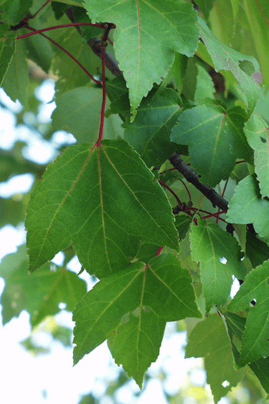 Junger Roter Ahornbaum | Acer rubrum 'October Glory'