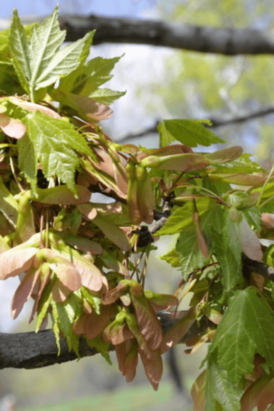 Young Red Maple tree | Acer rubrum 'October Glory'